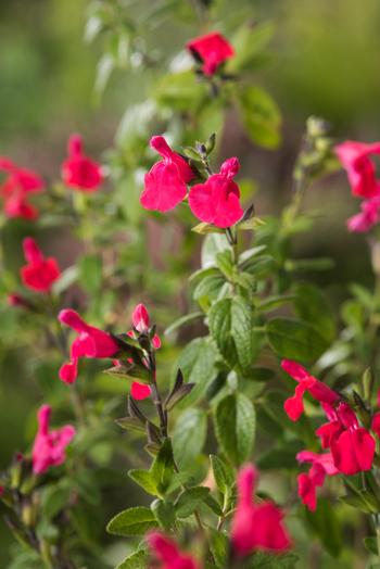 Visuel 1 du produit Sauge arbustive Microphylla botanic® rouge. Le pot de 2 L