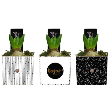 Visuel 1 du produit Jacinthe en pot déco carré de 9 cm