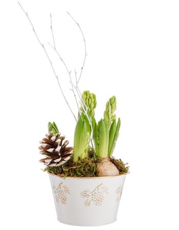 Visuel 1 du produit Composition de 5 Jacinthes blanches. Le pot Ø 15 cm en zinc décor pin.