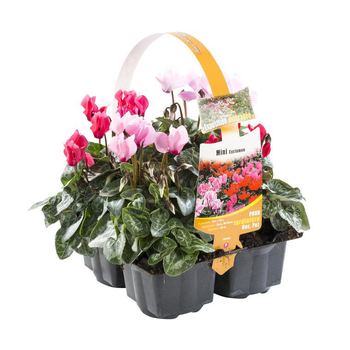 Visuel 1 du produit Mini Cyclamen - Le pack de 4 plants