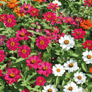 Visuel 1 du produit Zinnia à petites fleurs - Le pot de 4,5 litres