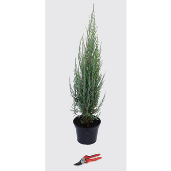 Visuel 1 du produit Juniperus Virginiana Blue Arrow (Genévrier de Virginie) 50/60 en pot de 5 litres bleu