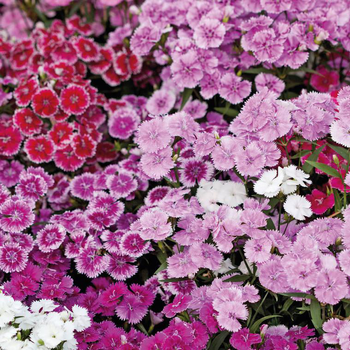 Visuel 1 du produit Oeillet de chine - La barquette de 4 plants