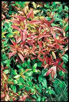 Visuel 1 du produit Leucothoe Scarletta. Le pot de 4 litres