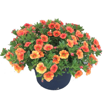 Visuel 1 du produit Calibrachoa multicolore - Le pot de 2,5 litres