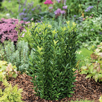 Visuel 1 du produit Euonymus japonicus green spire. Le pot de 5 litres