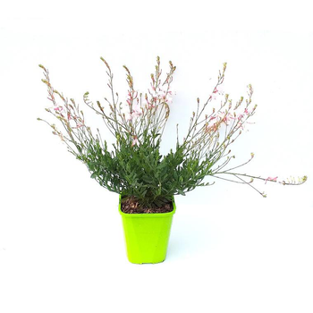 Visuel 1 du produit Gaura Lindheimeri Snow Fountain - Le pot de 4 litres