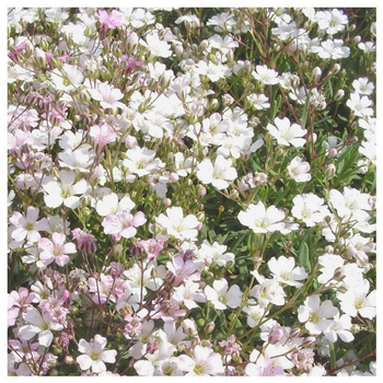 Visuel 1 du produit Gypsophile - Le pot de 2 litres