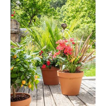 Visuel 1 du produit Terreau agrumes et plantes méditerranéennes botanic® - 20 L