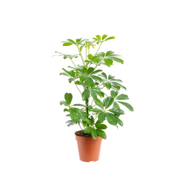 Visuel 1 du produit Schefflera Arboricola Nora pot Ø13xH45 cm