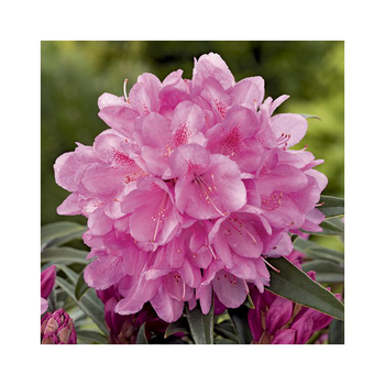 Visuel 1 du produit Rhododendron graziella rose en pot de 7,5 L