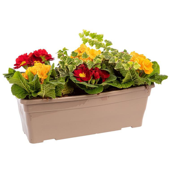 Visuel 1 du produit Jardinière printanière de Primevère et Lierre à fleurs multicolores - La jardinière de 40 cm