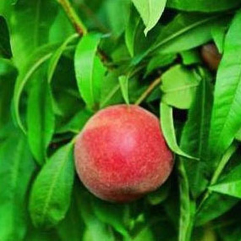 Visuel 1 du produit Pecher Grosse Mignonne. Le pot de 10 litres forme gobelet