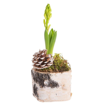 Visuel 1 du produit Composition de Noël jacinthe multicolore pot en bouleau