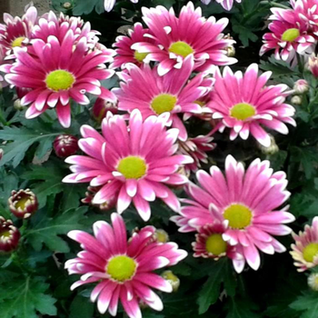 Visuel 1 du produit Chrysanthème multifleurs à fleurs multicolores - La barquette de 6 plants