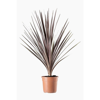 Visuel 1 du produit Cordyline Australis Purpurea en pot de 9 L rouge