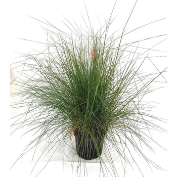 Visuel 1 du produit Muhlenbergia Capillaris - Le pot de 7 litres