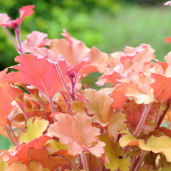 Visuel 1 du produit Heuchère 'Marmalade' - Le pot de 2 litres