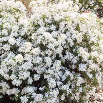 Visuel 1 du produit Choisya Ternata White Dazzler. Le pot de 2 litres