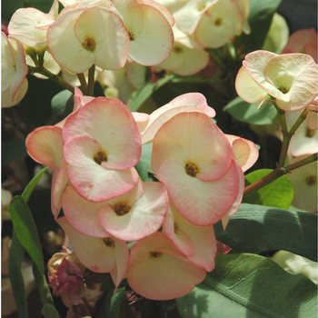 Visuel 1 du produit Euphorbe Milli - La coupe de 23 cm