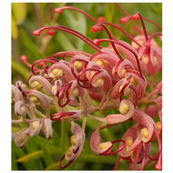 Visuel 1 du produit Grevillier rose. Le pot de 7 litres