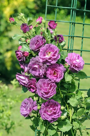 Visuel 1 du produit Rosier Grimpant Audacieuse® 'Lapfan' - Le pot de 7,5 litres