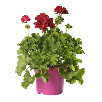 Visuel 1 du produit Géranium zonale. Le pot déco de 5 litres
