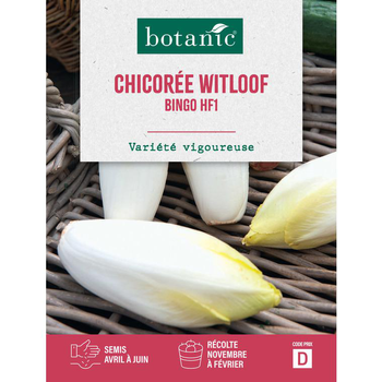 Visuel 1 du produit Graines de chicorée witloof zoom endive HF1 botanic® - graines à semer