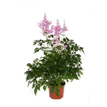 Visuel 1 du produit Astilbe - Le pot de 1 litre