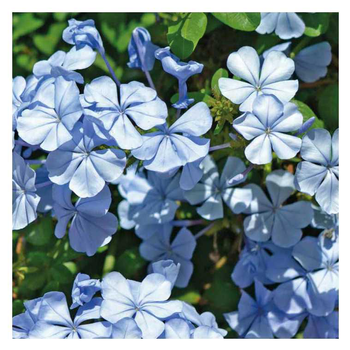 Visuel 1 du produit Plumbago du Cap bleu clair - Le pot de 9 x 9 cm