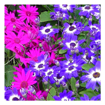 Visuel 1 du produit Cinéraire à fleurs - Le pot de 1 litre