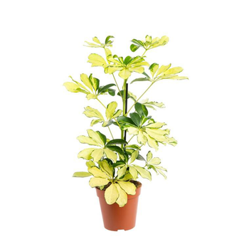 Visuel 1 du produit Schefflera Melanie pot Ø13xH45 cm