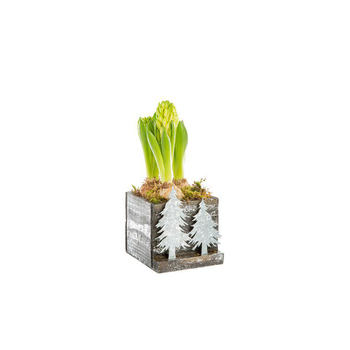 Visuel 1 du produit Jacinthe X3 Carre Foret Bois Argent