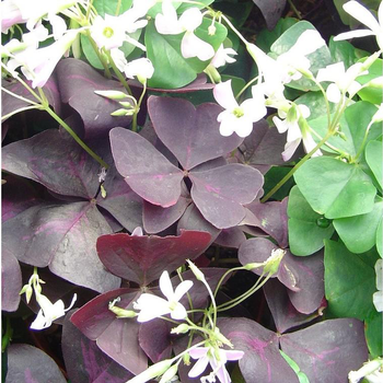 Visuel 1 du produit Oxalis trèfle à 4 feuilles - Le pot de 4,5 litres