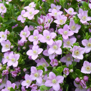 Visuel 1 du produit Boronia Crenulata - Le pot de 3 litres