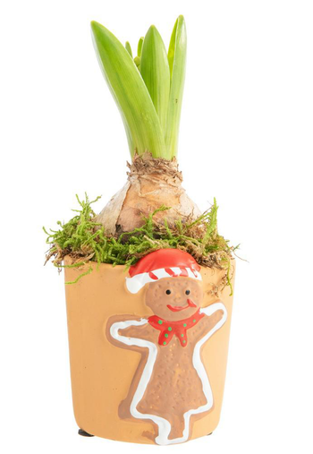Visuel 1 du produit Jacinthe composition hiver pot pain d’épices rond - Ø 7 cm