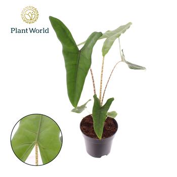 Visuel 1 du produit Alocasia Zebrina. Le pot de Ø 14 x H 45 cm