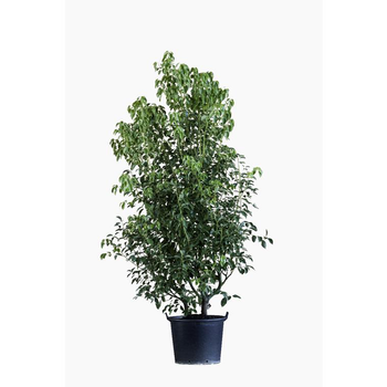 Visuel 1 du produit Cinnamonium Camphora (Camphrier) en pot de 30 L vert