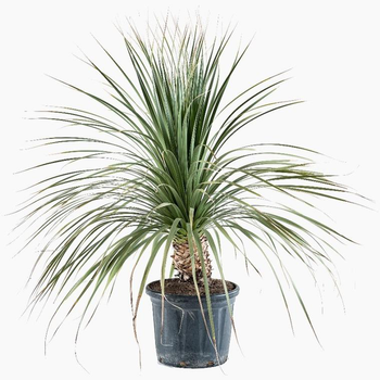 Visuel 1 du produit Dasylirion Longissimum en pot de 25 L vert