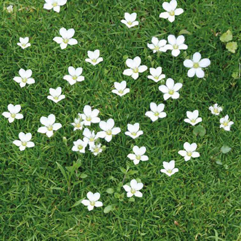 Visuel 1 du produit Sagina Subulata - Le pot de 9 x 9 cm