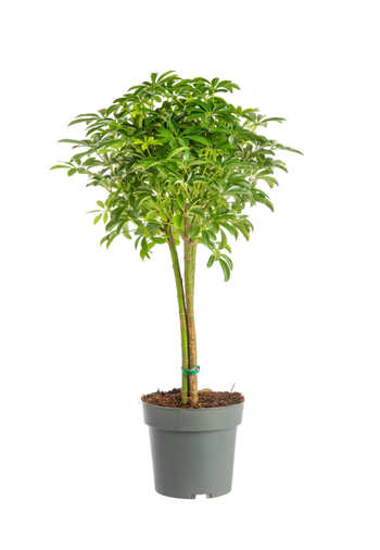 Visuel 1 du produit Schefflera Luseana avec tronc tressé vert. Le pot Ø 21 cm