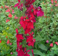 Visuel 1 du produit Lobélia Speciosa - Le pot de 2 litres