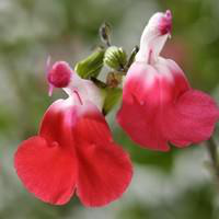 Visuel 1 du produit Salvia Microphylla Hot Lips - Le pot de 3 litres