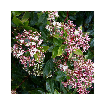 Visuel 1 du produit Laurier-tin Viburnum Tinus Lisa Rose en pot