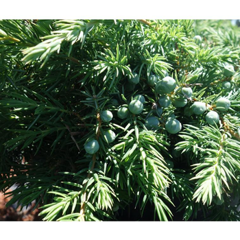 Visuel 1 du produit Genévrier Juniperus Conferta Slager. Le pot de 2 litres