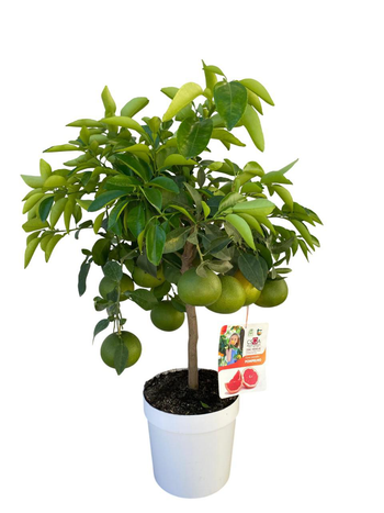 Visuel 1 du produit Pamplemoussier coloris rose - 5 L