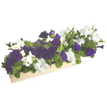 Visuel 1 du produit Pétunia à massifs - La cagette de 14 plants