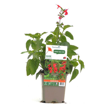 Visuel 1 du produit Sauge Coccinea - Le pot de 9 x 9 cm