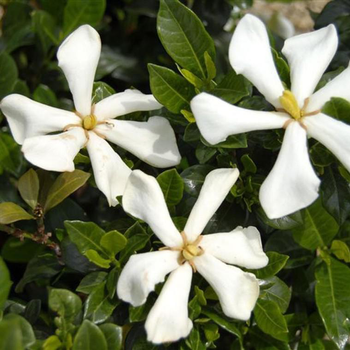 Visuel 1 du produit Gardenia Jasminoides Pinwheel. Le pot de 4 litres