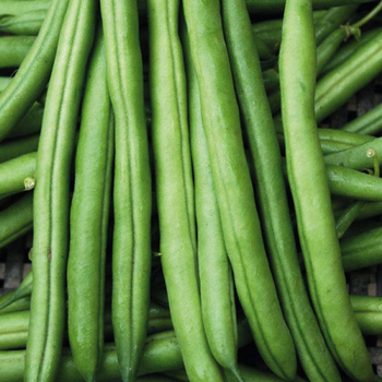 Visuel 1 du produit Haricot Nain Pongo Bio. La barquette de 3 plants